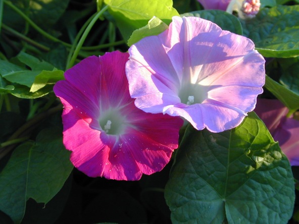 Morninglorees Trademark Picture